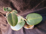 Hoya calycina stargazer