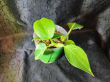 Philodendron white wizard