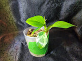 Philodendron white wizard