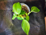 Philodendron white wizard