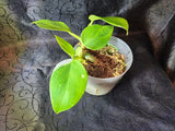 Philodendron white wizard