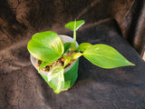 Philodendron white wizard
