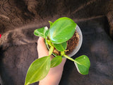 Philodendron white wizard