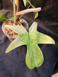 Florida Ghost Mint f01