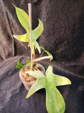 Florida Ghost Mint f01
