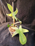 Florida Ghost Mint f01