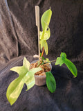 Florida Ghost Mint f01
