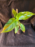 Philodendron subhastatum