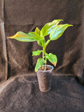 Philodendron subhastatum