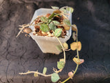 Hoya curtisii