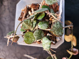 Hoya curtisii