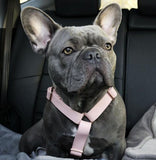 Harnais pour chien