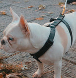 Harnais pour chien