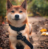 Laisse pour chien