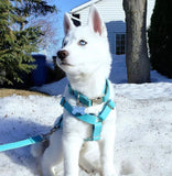 Harnais pour chien