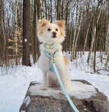Harnais pour chien