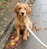 Laisse pour chien