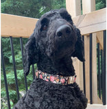 Collier chien Idoggos