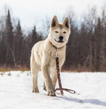 Laisse pour chien