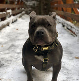 Harnais pour chien
