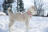 Harnais pour chien