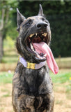 Collier chien Idoggos