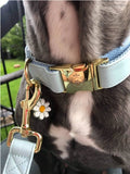 Collier chien Idoggos