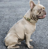 Collier chien Idoggos