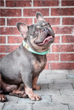 Collier chien Idoggos