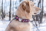 Collier chien Idoggos