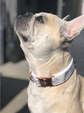 Collier chien Idoggos