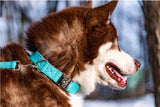 Collier chien Idoggos