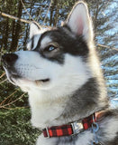 Collier chien Idoggos