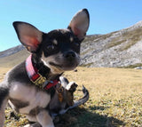 Collier chien Idoggos