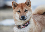 Collier chien Idoggos