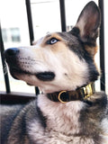 Collier chien Idoggos
