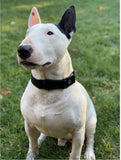 Collier chien Idoggos