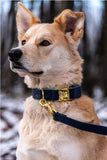 Collier chien Idoggos