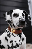 Collier chien Idoggos