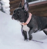 Collier chien Idoggos