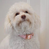 Collier chien Idoggos