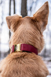 Collier chien Idoggos