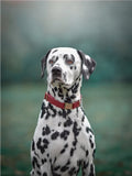 Collier chien Idoggos