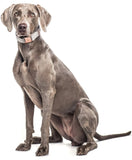 Collier chien Idoggos