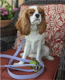 Laisse pour chien