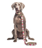 Laisse pour chien