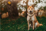 Harnais pour chien