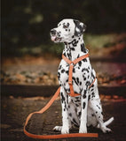 Harnais pour chien