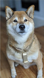 Harnais pour chien