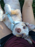 Harnais pour chien